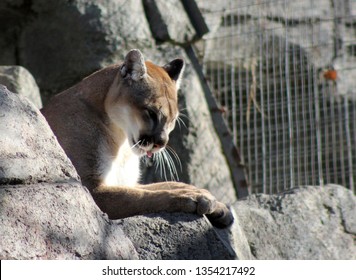 Cougar dating skylt