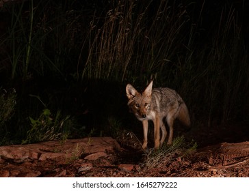 A Small Coyote Looks Towards The Camera As It Searches For Food Late At Night In Southern Utah.