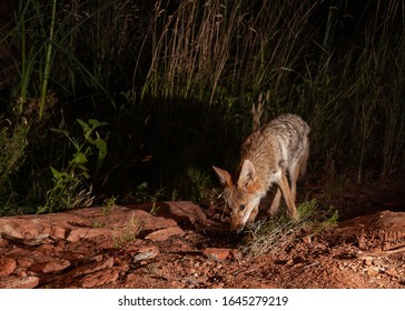 A Small Coyote Sniffs Around In Front Of Some Reeds In The Middle Of The Night Out In The Desert In Southern Utah.