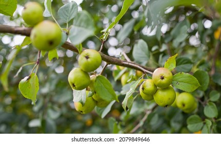 Small Crab Apples In The Orchard -  Wild Apples Are Perfect For Preserves And Apple Vinegar.