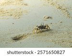 A small crab emerges from its burrow on a sandy beach. The crab has a light brown shell and is moving its claws. The sand is a light brown color and there are small ripples in it.