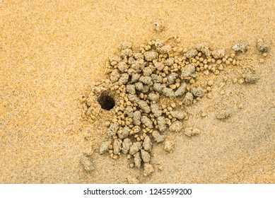 11,226 Crab out hole Images, Stock Photos & Vectors | Shutterstock