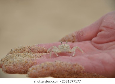 Small crab on person's hand, sandy beach crab, cute tiny crab, ghost crab - Powered by Shutterstock