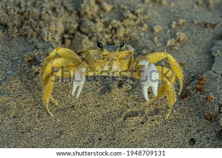 A small crab on a sandy beach has raised its claws. The Ocypode quadrata (Atlantic ghost, sand or beach crab) lives in burrows in sand above the strandline along the east coast of America.