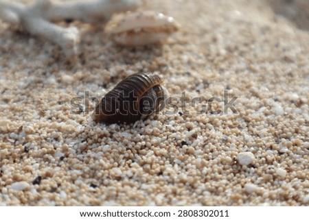 Small crab in a shell among the beautiful beach sand.