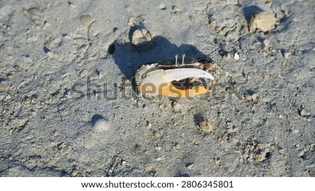 a small crab whose claw is visible