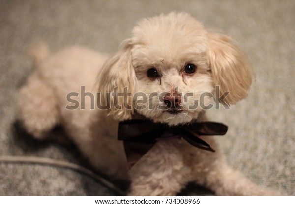 Small Creamcolored French Toy Poodle Lays Stock Photo Edit