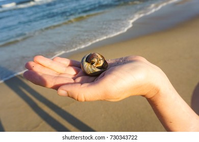 Small creature