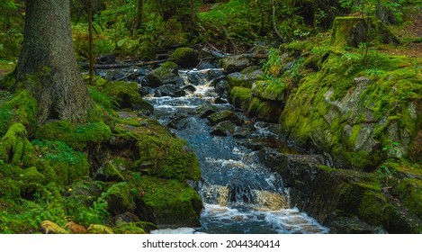Small creek flushing through moss covered rocks in a beautiful fir forest in Sweden
