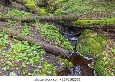 Small creek in a forest with fallen tree logs - Powered by Shutterstock
