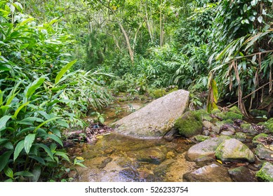 Small Creek In The Middle Of The Forest At Waraira Repano National Park, Venezuela