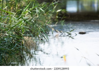 A Small Creek That Flows Gently. 