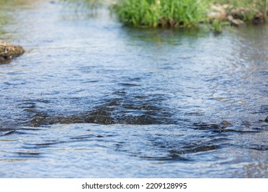 A Small Creek That Flows Gently. 