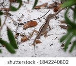 Small Cuban Anole Lizard laying in some sand down in South Florida