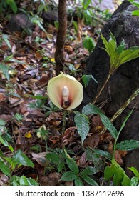 A Small Cuckoo Pint Bulbs In Its Natural Habitat.