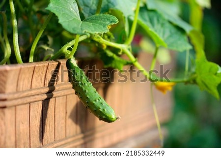 Similar – Image, Stock Photo Bed With Cucumbers In Vegetable Garden On Summer Day