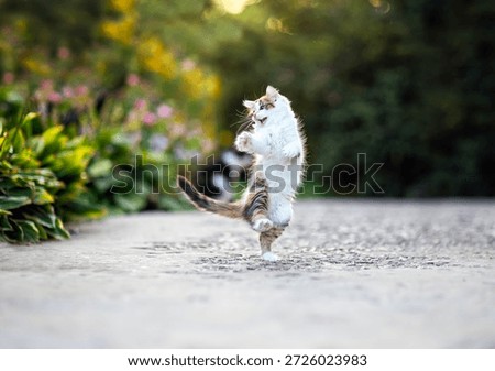  a small curious kitten jumping and playing in a spring garden