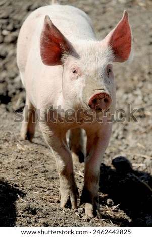 Similar – Foto Bild Cute happy baby pig with ear tag