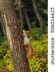 small curious squirrel on a tree trunk and looking up