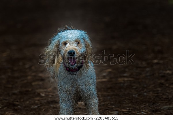 A SMALL CURLY\
WHITE DOG COVERED IN DIRT WEARING A HARNESS AT A OFF LEASH DOG PARK\
WITH A BLURRY BACKGROUND