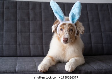  Small Cute Australian Shepherd Red Merle Puppy Dog Wearing Bunny Ears. Easter. Lying On Sofa Couch. Blue Eyes. High Quality Photo