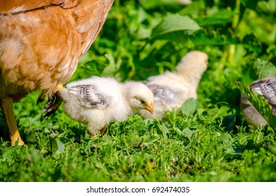 Small Cute Baby Chicks Pecking Garden Stock Photo (Edit Now) 692474035