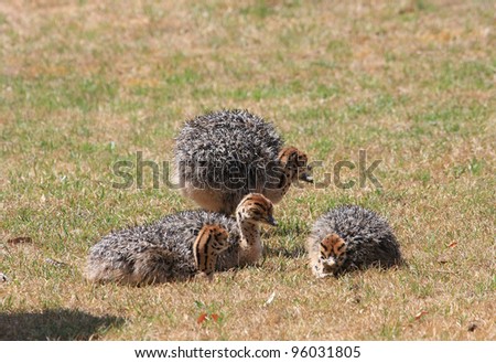 Small Cute Baby Ostrich Stock Photo Edit Now 96031805 Shutterstock