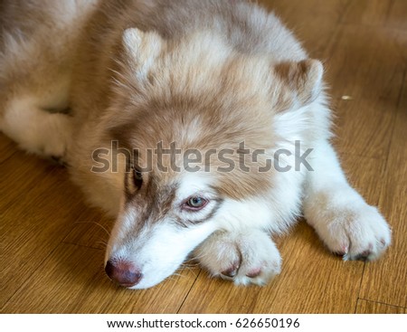 Small Cute Baby Siberian Husky Dog Stock Photo Edit Now 626650196