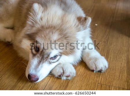 Small Cute Baby Siberian Husky Dog Stock Photo Edit Now 626650244