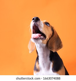 Small Cute Beagle Puppy Dog Looking Up