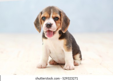 Small Cute Beagle Puppy Dog Looking Up