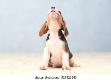 Small Cute Beagle Puppy Dog Looking Up