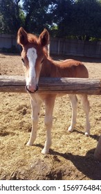 Small Cute Belgian Draft Horse Foal