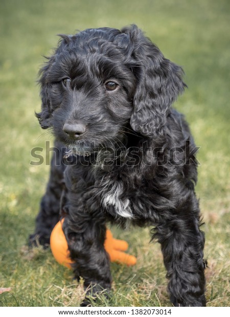 toy cockapoo black
