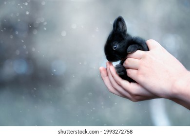 Small cute black rabbit in a male hands on a magical blue background with bokeh lights. Person takes care of pets and gently holds a hare in his hands.Copy space for text.Domestic animal close up