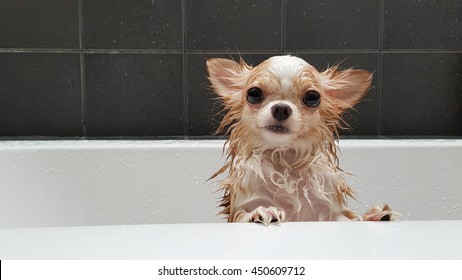 Small Cute Brown Chihuahua Dog Waiting For Owner In The Tub After Taking A Bath In Bathtub.