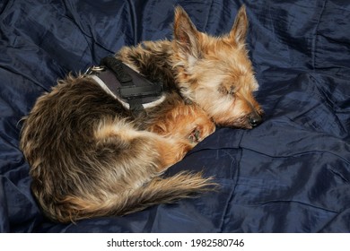 Small Cute Brown Color Yorkshire Terrier Sleeping On A Blue Bed Cover. Home Pet In State Of Deep Sleep