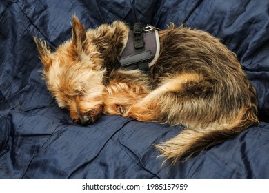 Small Cute Brown Color Yorkshire Terrier Sleeping On A Blue Bed Cover. Home Pet In State Of Deep Sleep