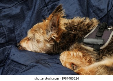 Small Cute Brown Color Yorkshire Terrier Sleeping On A Blue Bed Cover. Home Pet In State Of Deep Sleep