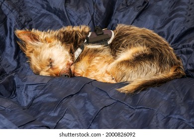 Small Cute Brown Color Yorkshire Terrier Sleeping On A Blue Bed Cover. Home Pet In State Of Deep Sleep