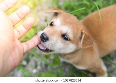 Small Cute Brown Puppy Dog Biting Playing Human Hand