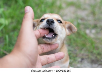 Small Cute Brown Puppy Dog Biting Playing Human Hand