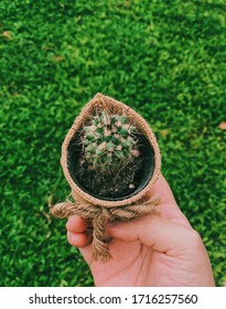 it is small cute cactus.