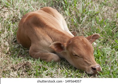 Small cute calf sleeping on the green meadow. Newborn baby cow.