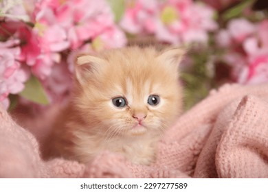 Small and cute cats with roses background