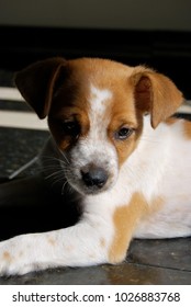 Small cute dog - Shutterstock ID 1026883768
