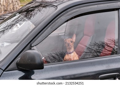 A Small Cute Dog With Big Ears Of The Chihuahua Breed Is Inside In The Car, Looking Through The Window. Pets Concept