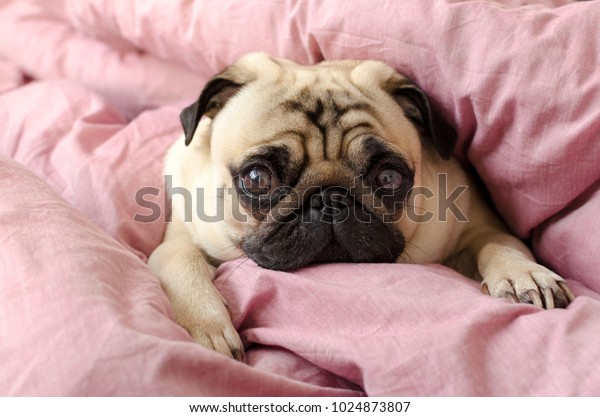 飼い主のベッドで眠る小さな可愛い犬種のパグ の写真素材 今すぐ編集