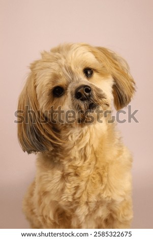 A small cute dog on a solid background