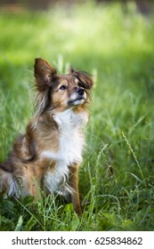 Sheltie Mix Images Stock Photos Vectors Shutterstock